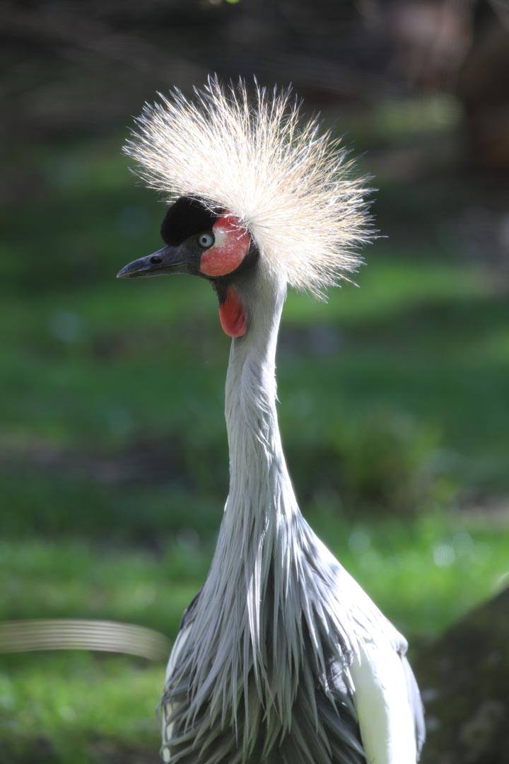 East African crowned crane standing in the sunshine Image: Rhiordan Langan-Fortune 2023